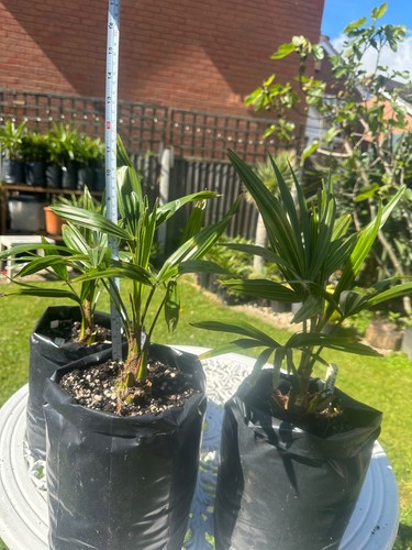 Trachycarpus bulgaria x - ,