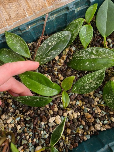 Hoya carnosa stardust - carnosa,