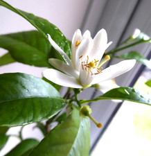 Citrus Lemon tree plant in 9