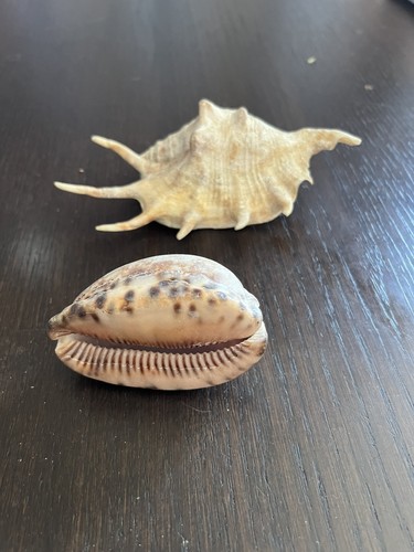 Conch shell cowrie - conch,