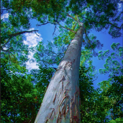 Eucalyptus grandis flooded - grandis, (flooded