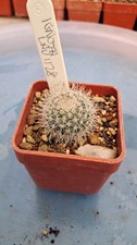 Mammillaria ignota Lau 1128