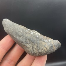 Megalodon Era Whale Tooth
