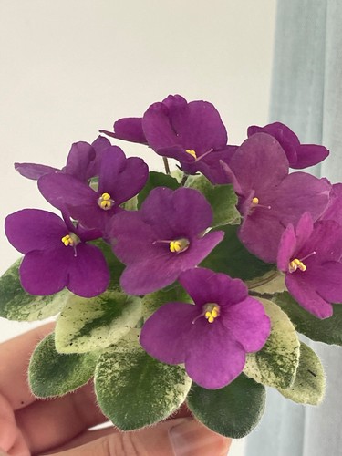 African violets two baby - violets,