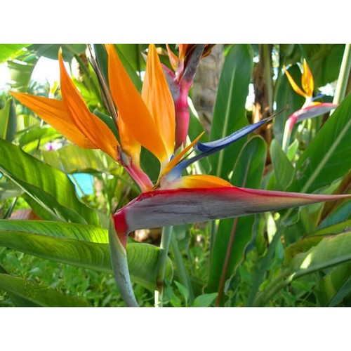 Crane flower plant - crane,