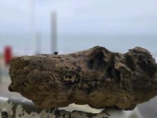 Large Mangrove 37-71cm Root Bogwood Driftwood ideal for aquariums & vivariums