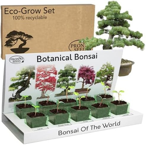 Grow your own bonsai tree - own,
