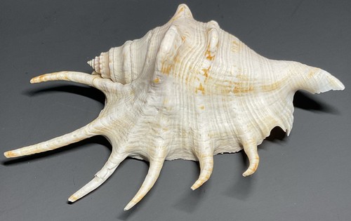 Spider conch seashell - 3/4”,