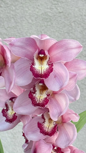Cymbidium barrita sanguine - barrita,