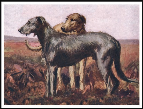 Irish wolfhound dogs dog - wolfhound, art