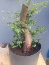 English Elm Bonsai Tree