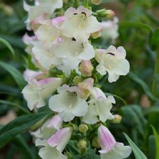 Penstemon F1 Arabesque™
