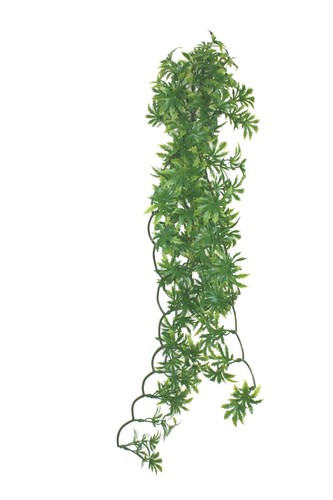 Komodo reptile papaya leaf - komodo,