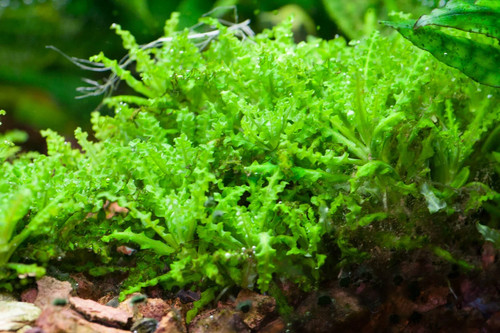 Pogostemon helferi tropical - pogostemon,