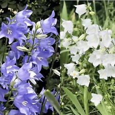 Campanula Blue and White - 300