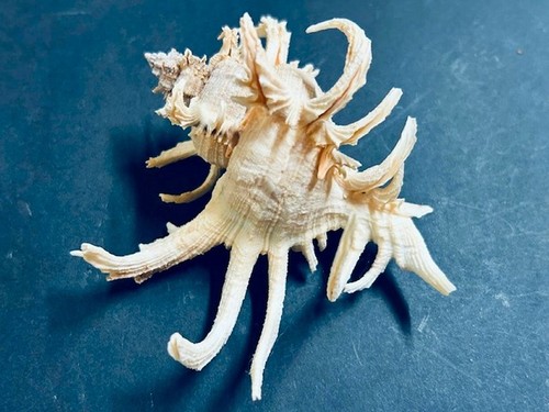 Murex chicoreus cornucervi - cornucervi, 03