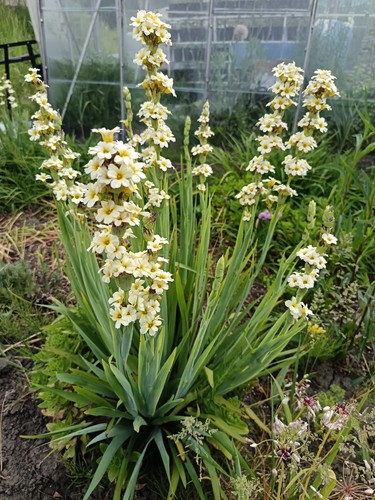Bare root sisyrinchium - bare,