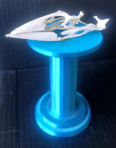 Bird skull upper lower - ,