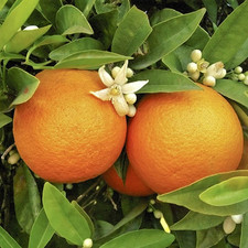 Large Citrus Orange Tree
