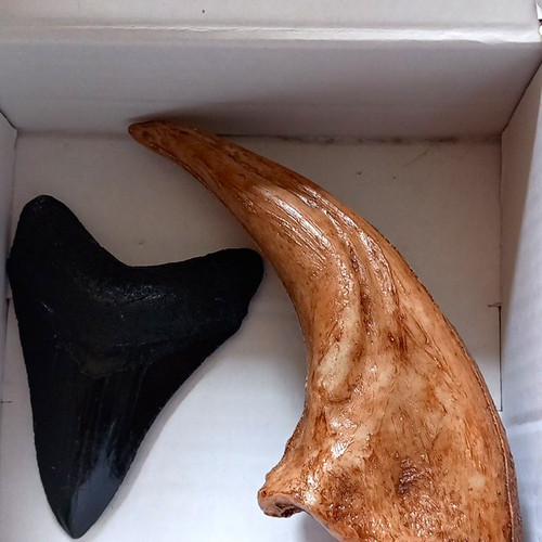 Shark tooth and rex - tooth, claw