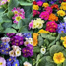 Primrose Primula Flowering Bedding Plants - Hardy Low Maintenance Perennials