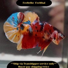 Live Betta Fish Giant Red Koi HMPK Male 6 cm Premium Quality from TH FO901