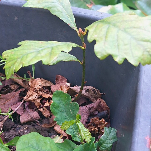 Oak seedling quercus - quercus, broadleaf