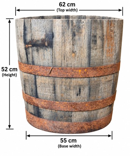 Large 52cm tall oak - large, half