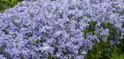 Phlox clouds perfume - clouds, of