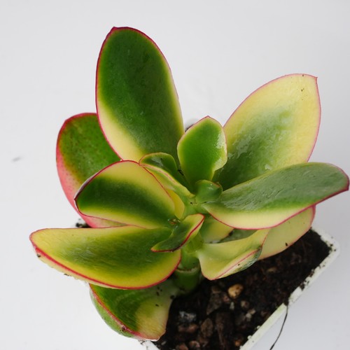 Crassula ovata lemon and - ovata,