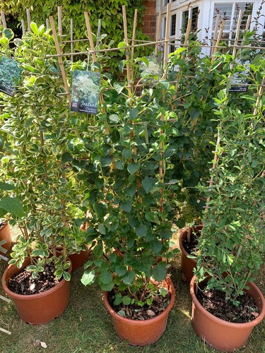 Hydrangea petiolaris 1 5 - hydrangea, petiolaris-