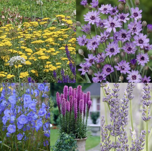 Perennial box achillea - perennial,