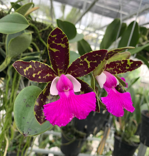 Cattleya jungle eyes pradit - cattleya, x