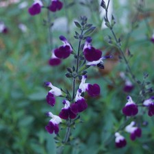 Salvia 'Amethyst Lips' Sage