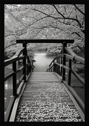 Serene cherry blossom framed - blossom,