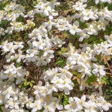 Clematis montana 'Wilsonii' -