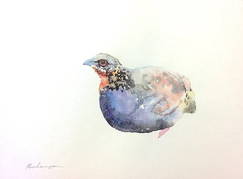 Partridge birds watercolor - partridge,,