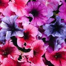 200 x Petunia Giant  'Superbissima F1’ Mix  Large Blooms Pelleted Seeds