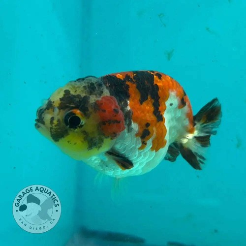 Live premium fancy goldfish - live,