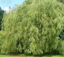 Weeping willow cuttings - 10,