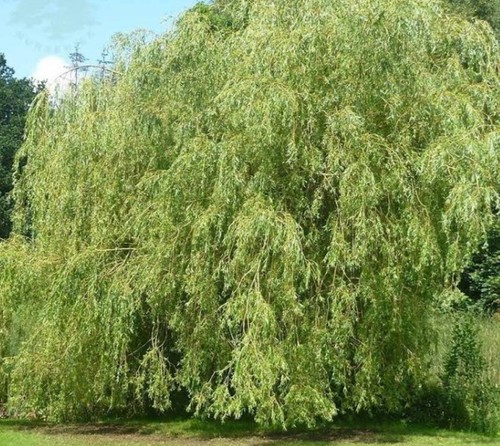 Weeping willow cuttings - weeping,