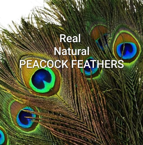 Natural real peacock - peacock, feather