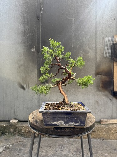 Imported japanese sargentii - imported,