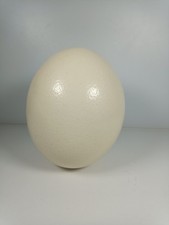 1 X Blown Out Ostrich Egg Large Circumference 40cm