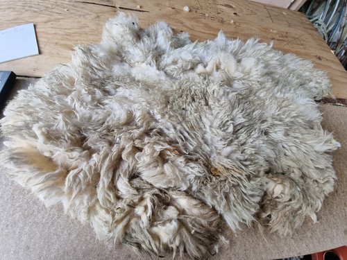 Raw sheep fleece spinning - sheep,