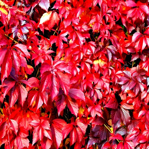 Virginia creeper vine - creeper, seeds