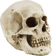 Human Skull Replica Resin