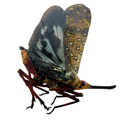 Saiva bullata lanterfly - bullata,