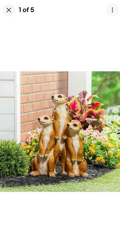 Evergreen meerkat family - evergreen,