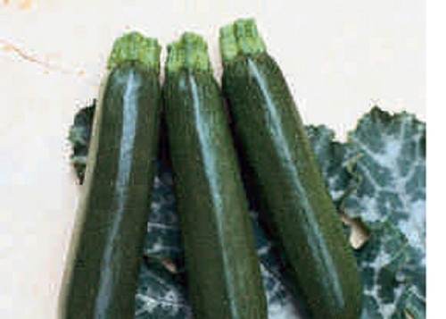 Courgette mini plug - ,